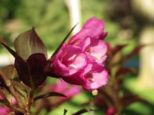 Weigela op stam