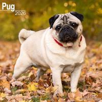 Pug Calendar 2026 Square Dog Breed Wall Calendar - 16 Month