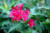 Weigela op stam