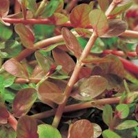 Rotala (Rotala indica) zuurstofplant (10-stuks) - thumbnail