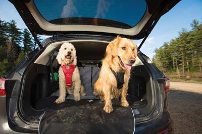 Hondendeken voor de kofferbak Charcoal