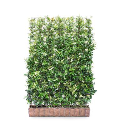 Toscaanse jasmijn mobilane kant en klaar haag