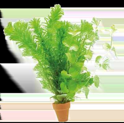 AquaVitaal Coldwater Mix Terra Cotta AquaVitaal Coldwater Mix Terra Cotta