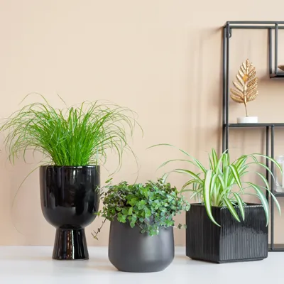 Pet Candy Trio - 3 stuks Pet Candy Trio - 3 stuks