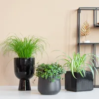 Pet Candy Trio - 3 stuks