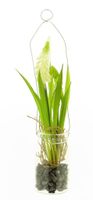 Muscari in glazen pot met hanger crÃ¨me 24cm