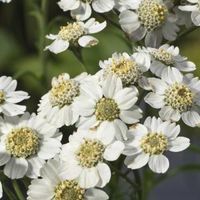 Wilde bertram (Achillea ptarmica) moerasplant (6-stuks) - thumbnail