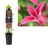 Clematis tex. 'Princess Diana' - bosrank 70 cm