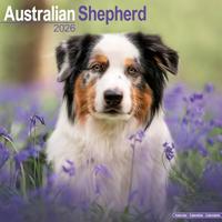 Australian Shepherd Calendar 2026 Square Dog Breed Wall Calendar - 16 Month