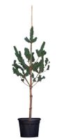 Grove Den Pinus sylvestris 212,5 cm - Warentuin Natuurlijk