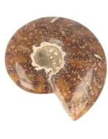 Ammoniet gepolijst 6-7 cm