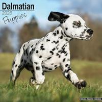 Dalmatian Puppies Calendar 2026 Square Dog Puppy Breed Wall Calendar - 16 Month