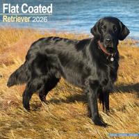 Flatcoated Retriever Calendar 2026 Square Dog Breed Wall Calendar - 16 Month