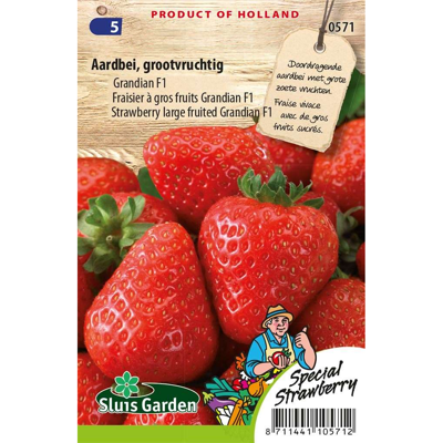 Fragaria Aardbei zaden Grandian F1 Fragaria Aardbei zaden Grandian F1