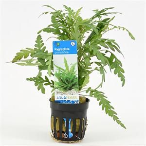 Hygrophila pinnatifida - 6 stuks - aquarium plant