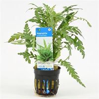 Hygrophila pinnatifida - 6 stuks - aquarium plant - thumbnail