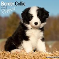 Border Collie Puppies Calendar 2026 Square Dog Puppy Breed Wall Calendar - 16 Month