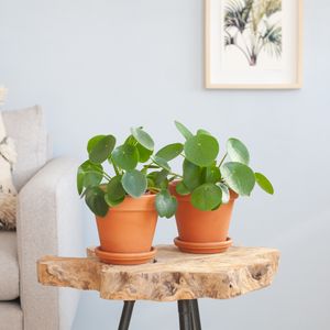 Pilea Peperomioides Duo - P12