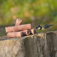 Energierollen met bessen (6 stuks)