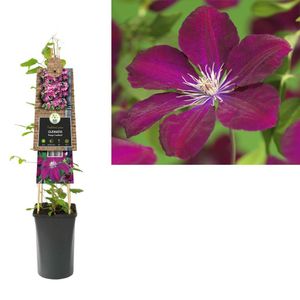 Clematis Rouge Cardinal - bosrank 75 cm