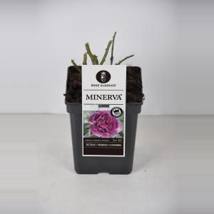 Trosroos (rosa "Minerva"®) - C5 - 1 stuks