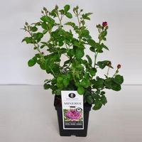 Trosroos (rosa "Minerva"®) - C5 - 1 stuks - thumbnail