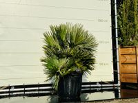 Palmboom - Chamaerops Humilis Vulcano Palmboom - Chamaerops Humilis Vulcano