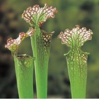 Amerikaanse bekerplant (Sarracenia farnhamii) moerasplant - 6 stuks