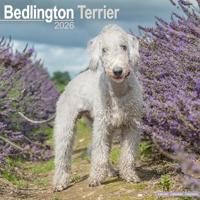 Bedlington Terrier Calendar 2026 Square Dog Breed Wall Calendar - 16 Month