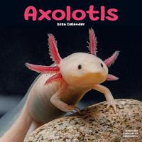 Axolotls Calendar 2026 Square Animal Wall Calendar - 16 Month