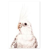 Groovy Magnets Magneetsticker Parkiet