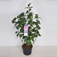 Sering (syringa vulgaris "Sensation") - 70-90 cm - 1 stuks - thumbnail