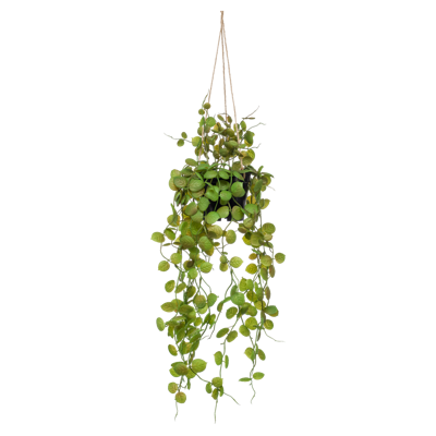 Wants&Needs Plants Kunstplant Ceropegia Wants&Needs Plants Kunstplant Ceropegia