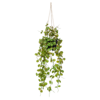 Wants&Needs Plants Kunstplant Ceropegia