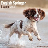 English Springer Spaniel (Euro) Calendar 2026 Square Dog Breed Wall Calendar - 16 Month