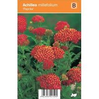 Duizendblad (achillea millefolium "Paprika") zomerbloeier - 12 stuks