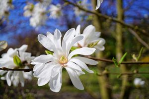 Stermagnolia