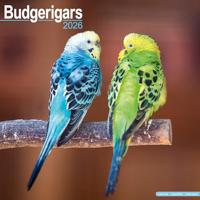 Budgerigars Calendar 2026 Square Bird Wall Calendar - 16 Month