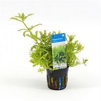 Pogostemon helferi - 6 stuks - aquarium plant