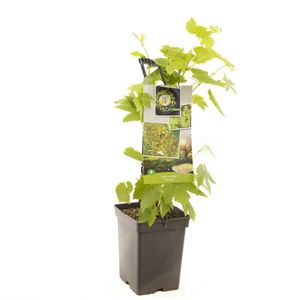 Witte druif Vitis Himrod struik 65 cm