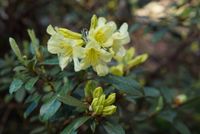 Rhododendron