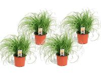 4 Cyperus Kattengras planten