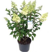 Hydrangea Paniculata "Silver Dollar" pluimhortensia - 45-55 cm - 1 stuks