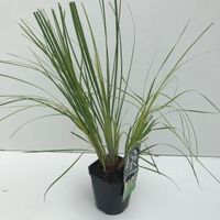 Dwergpampasgras (Cortaderia selloana "Mini Pampas") siergras - In 2 liter pot - 1 stuks