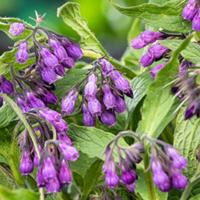 Moerings Symphytum officinale - Smeerwortel