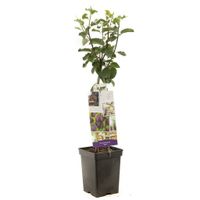 Pruimenboom Prunus d. Opal 90 cm - thumbnail