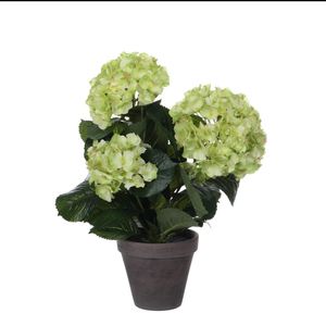 Mica Hortensia in pot groen