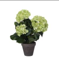 Mica Hortensia in pot groen - thumbnail