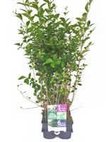 Ligustrum ovalifolium 6-pack