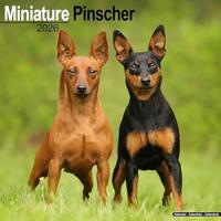 Miniature Pinscher Calendar 2026 Square Dog Breed Wall Calendar - 16 Month